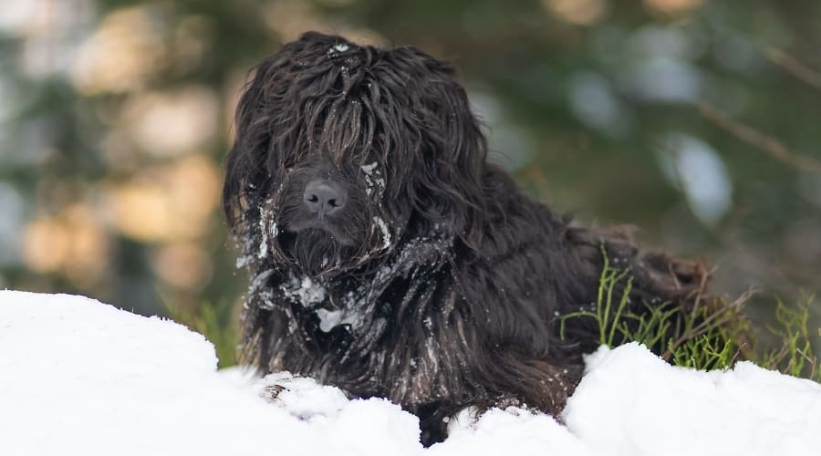 Bergamasco Sheepdog sitting in the snow