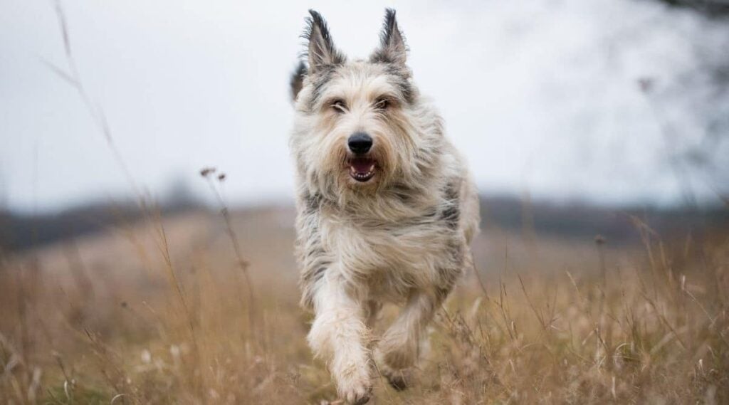 Berger Picard running in field