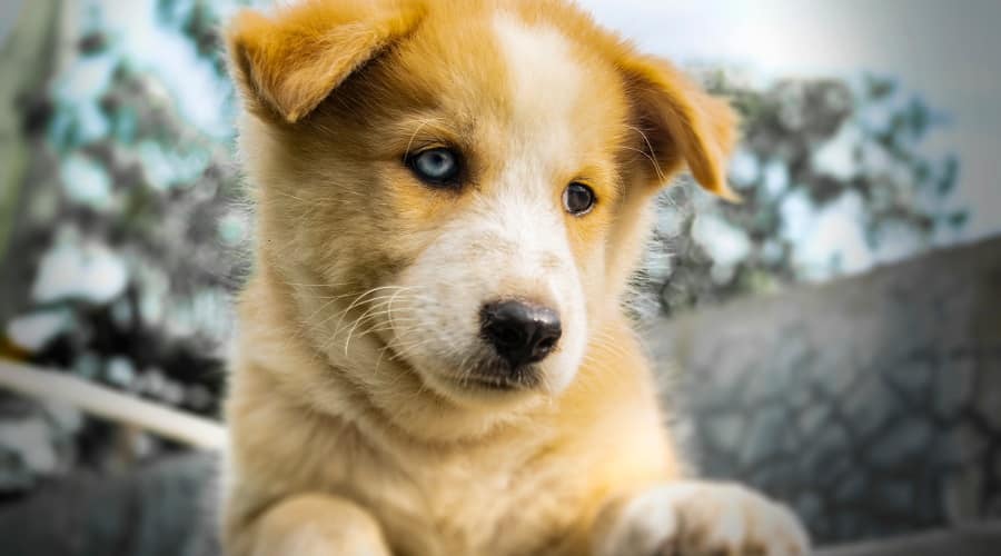 Berhusky Puppy