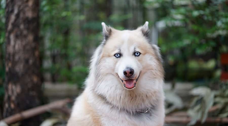 Berhusky with Long Hair
