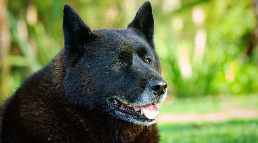 Bernakita