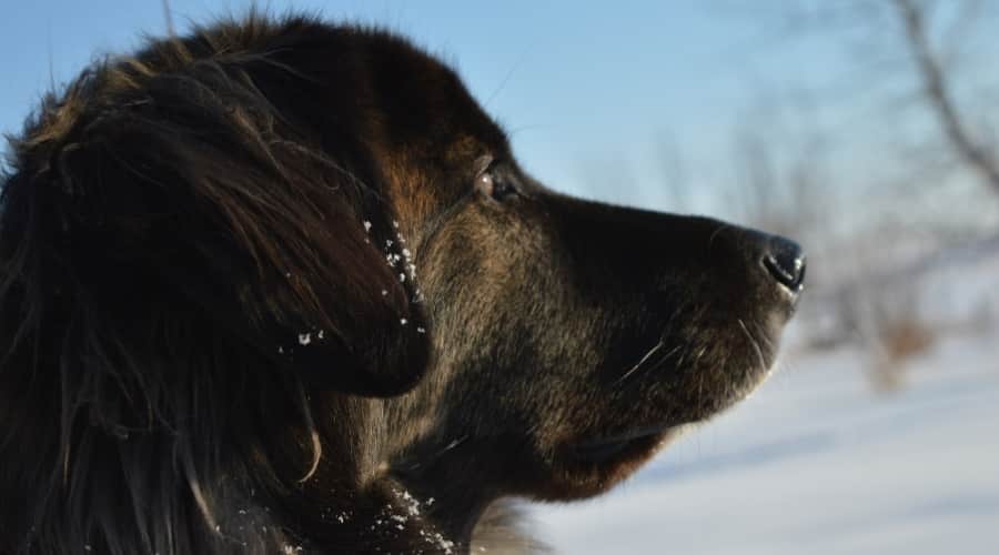 Bernebull Dog Outdoors
