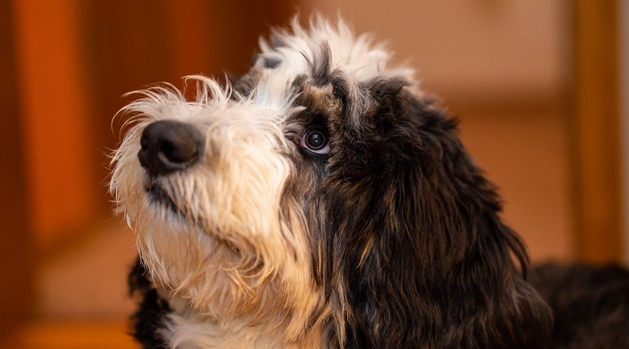 Bernedoodle Dog Waiting For Food