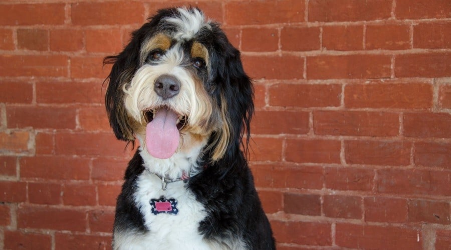Bernedoodle Dog