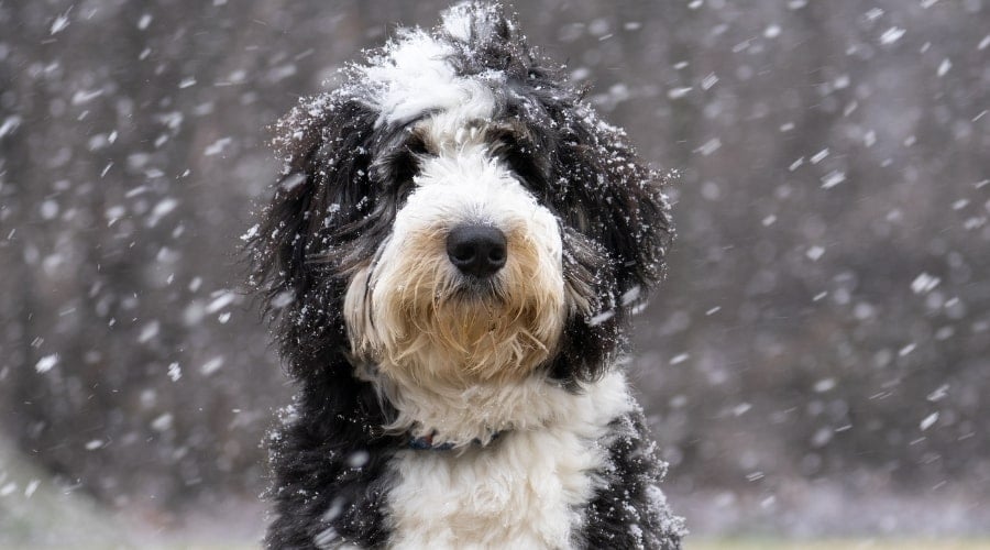 Bernedoodle Outdoors in Snow
