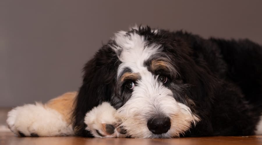 Bernedoodle Puppy laying on Ground