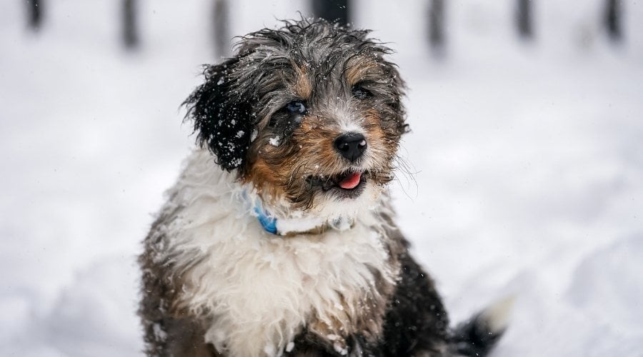 Bernedoodle Puppy