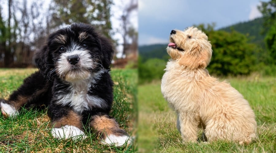 Two Fluffy Mixed Breed Dogs