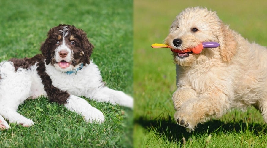 Bernedoodle and Goldendoodle Playing