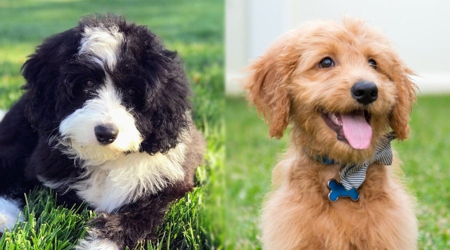 Bernedoodle and Goldendoodle Puppies