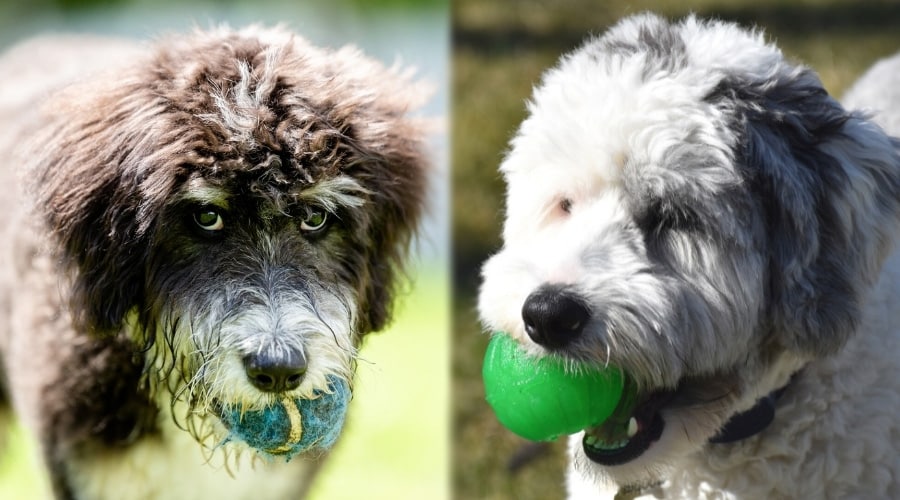 Bernedoodle vs. Sheepadoodle: What's the Difference? - Canine Journal