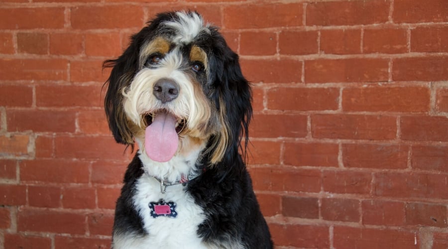 Bernedoodle sitting