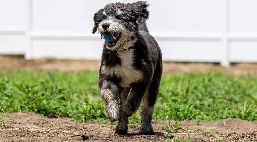 Bernedoodle with Ball Running