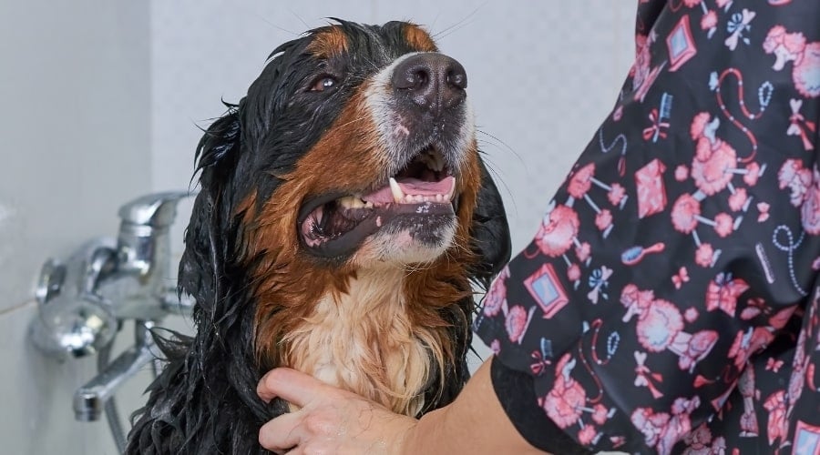 Berner Bathing in Tub