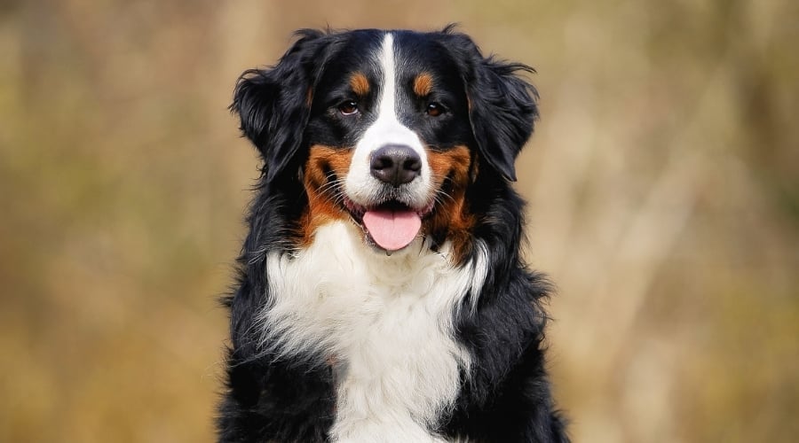 Berner Dog Outside