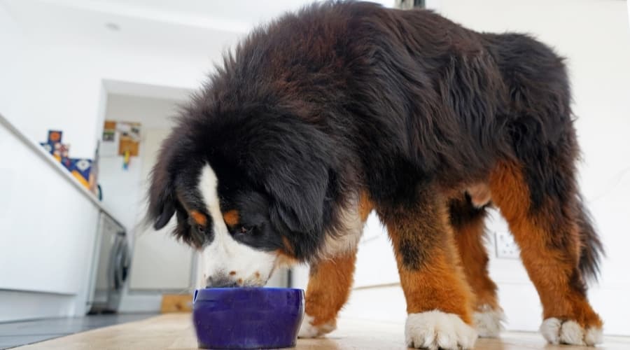 Berner Eating From Dog Bowl