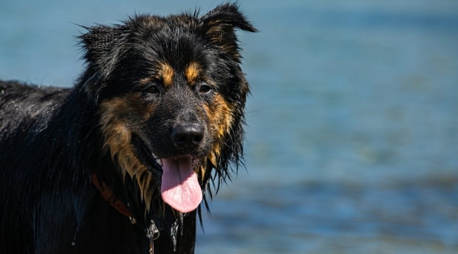 Berner German Shepherd Mix