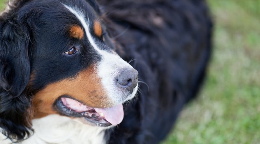 Berner Rescue Dog