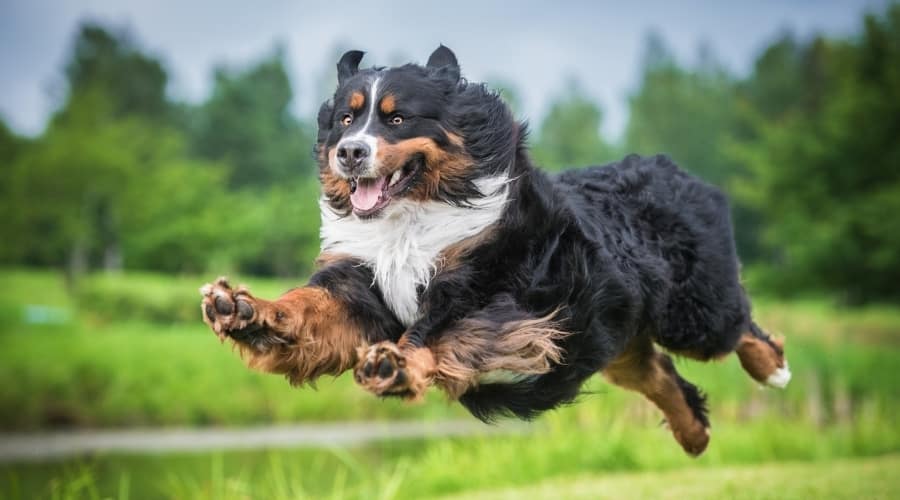 Berner Running on Green Grass