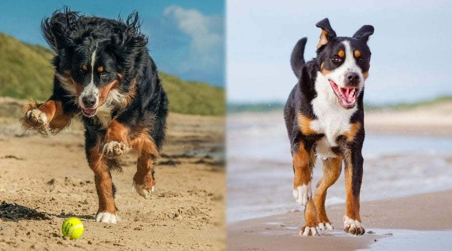 Berner and Swissy Playing