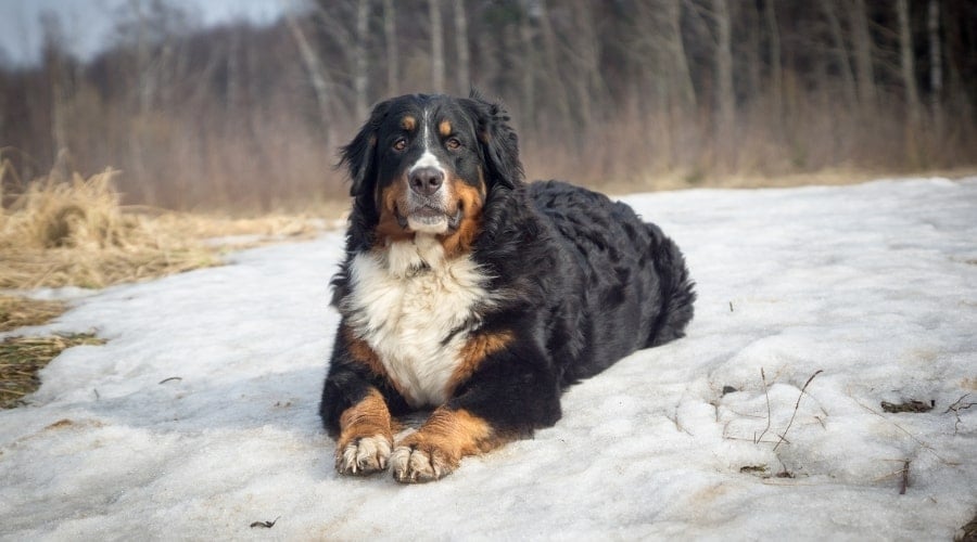 Berner in Snowy Forest