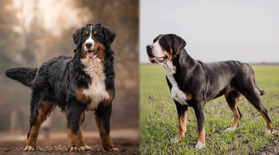Berner with Swissy in Their Elements