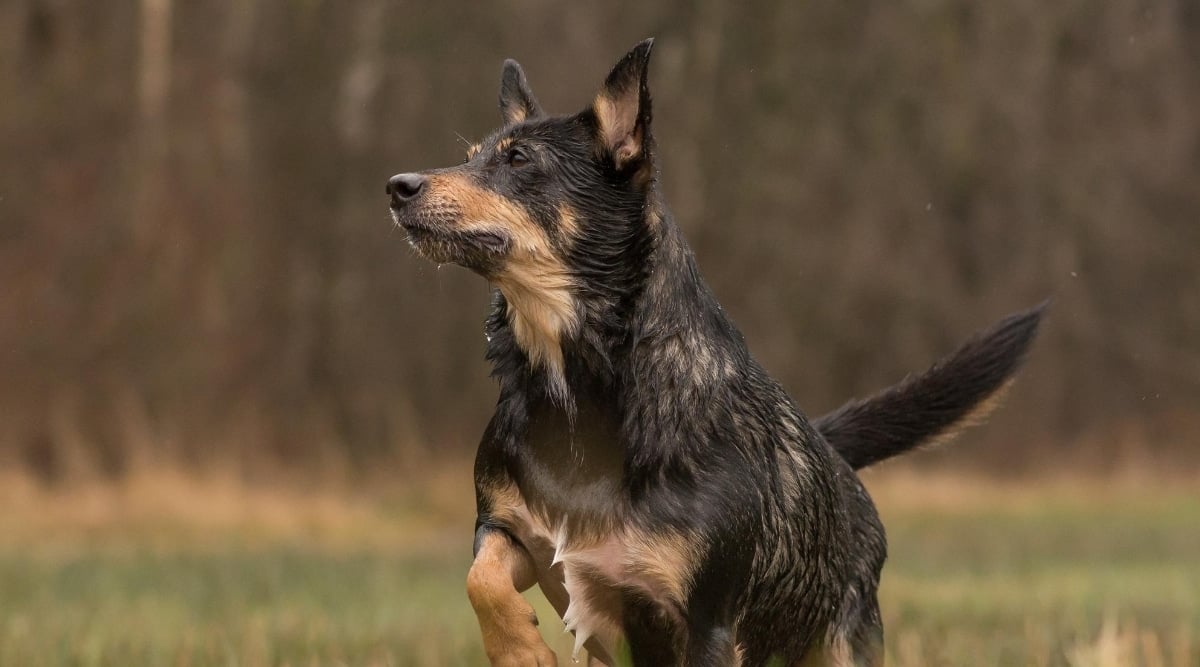 Bernese Cattle Dog