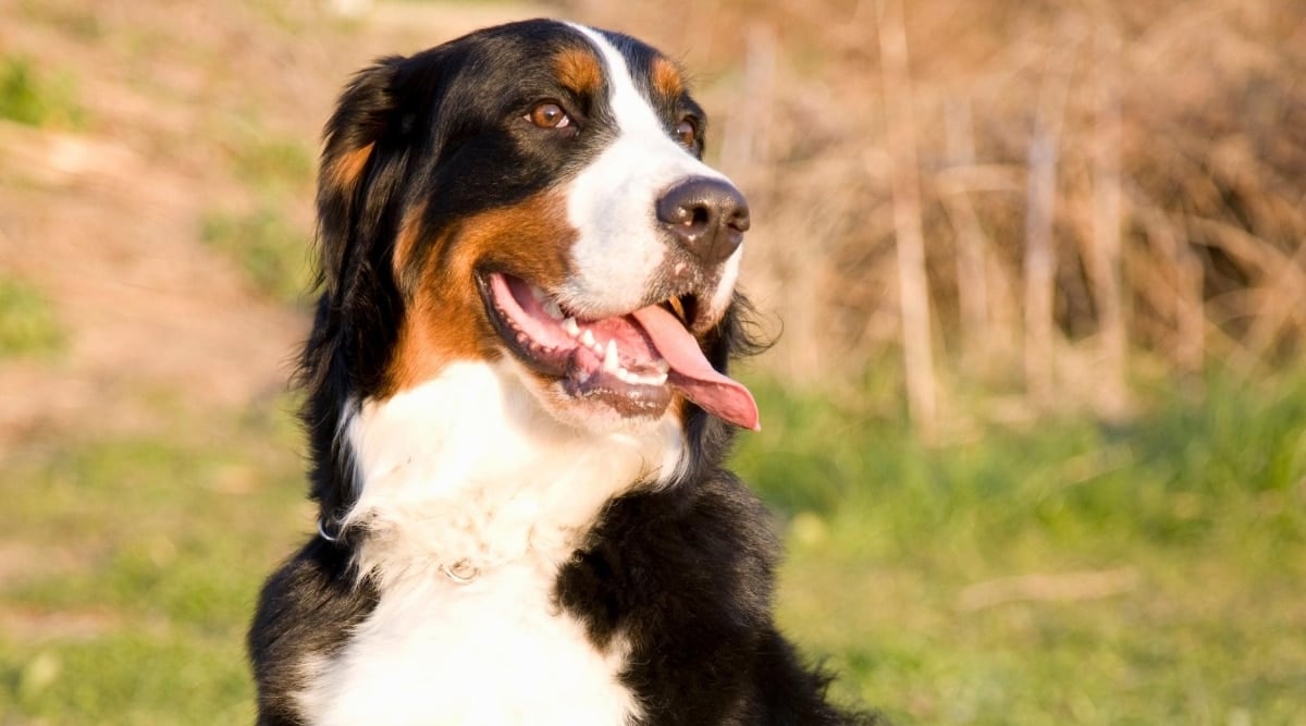 Bernese Dane Mix