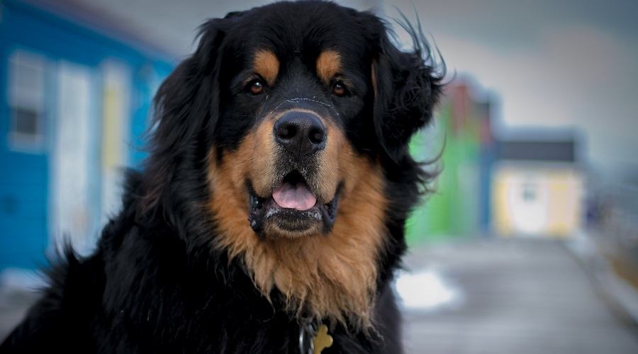 Bernese Mastiff Mix
