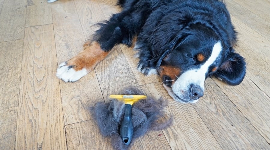 Big Dog After Deshedding