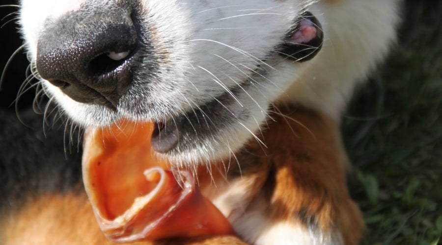 Bernese Mountain Dog Eating Pig Ear
