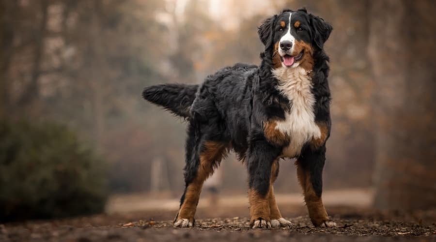 Bernese Mountain Dog Female Outdoors