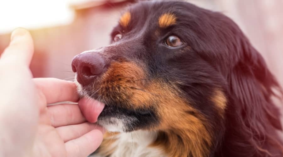 Bernese Mountain dog licking hand.