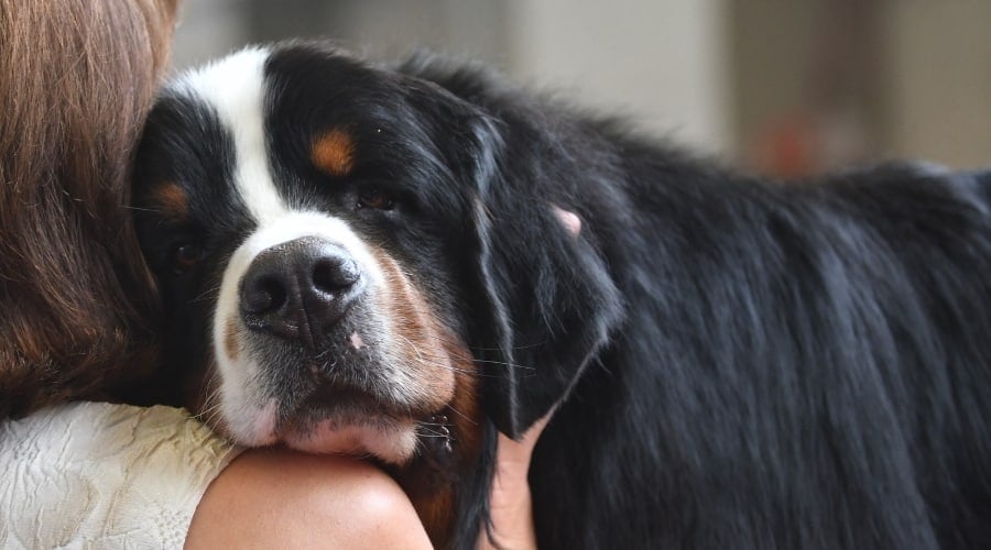 Bernese Mountain Dog Hugging Human