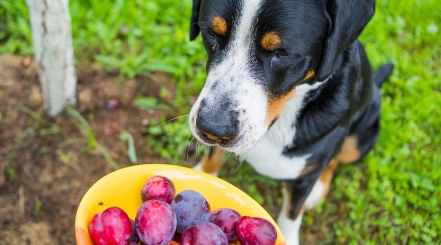 Bernese Mountain Dog Looking at Bowl of Purple Fruit