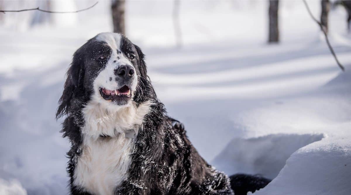 Bernese Newfoundland Mix