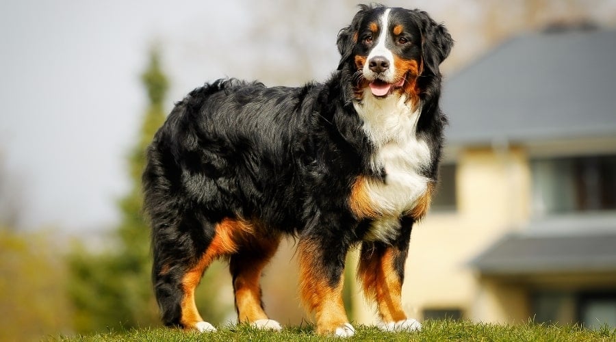 Bernese Mountain Dog Outdoors