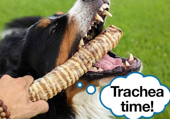 Bernese Mountain Dog Taking Beef Trachea Chew out of owners handsjpg