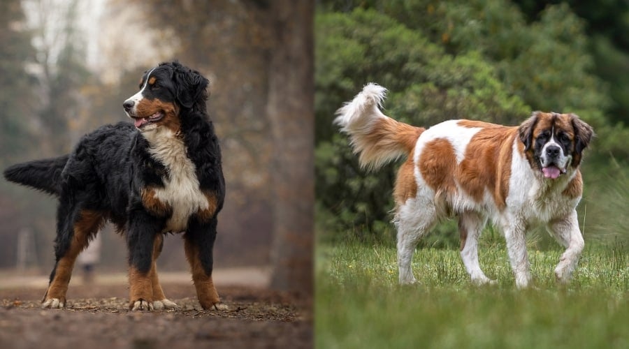 Bernese Mountain Dog and Saint Bernard With Long Hair