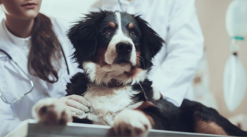 Bernese Mountain Dog at vet being examined.