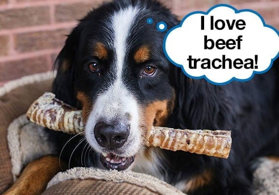 Bernese Mountain Dog holding Beef Trachea Chew in mouth like bone