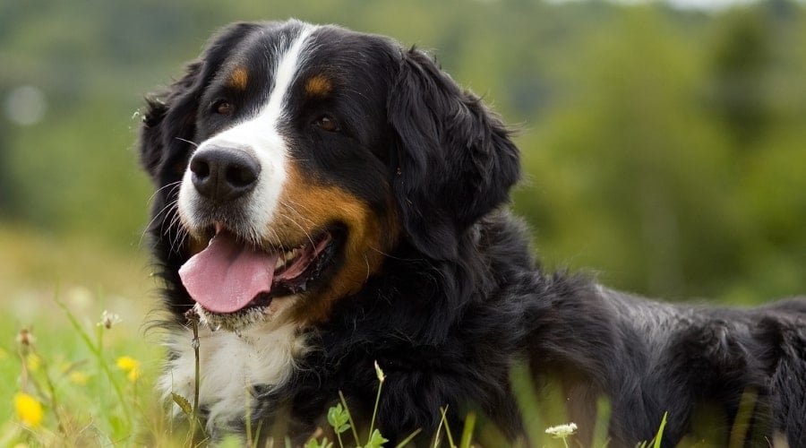 Bernese Mountain Dog in Grass