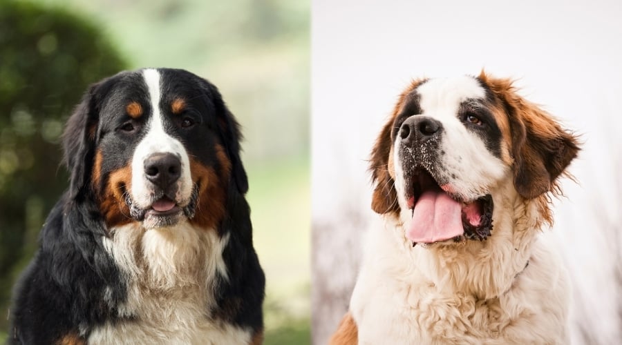 Bernese Mountain Dog with Saint Bernard
