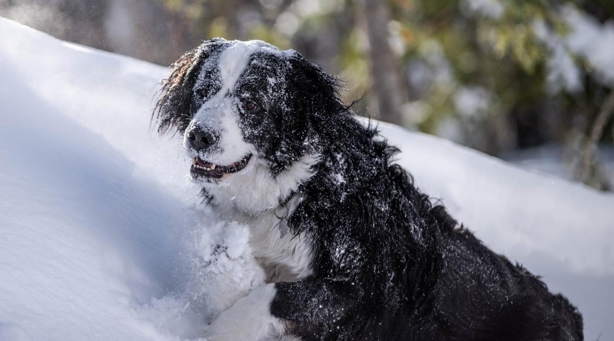 Bernese Newfoundland Mix