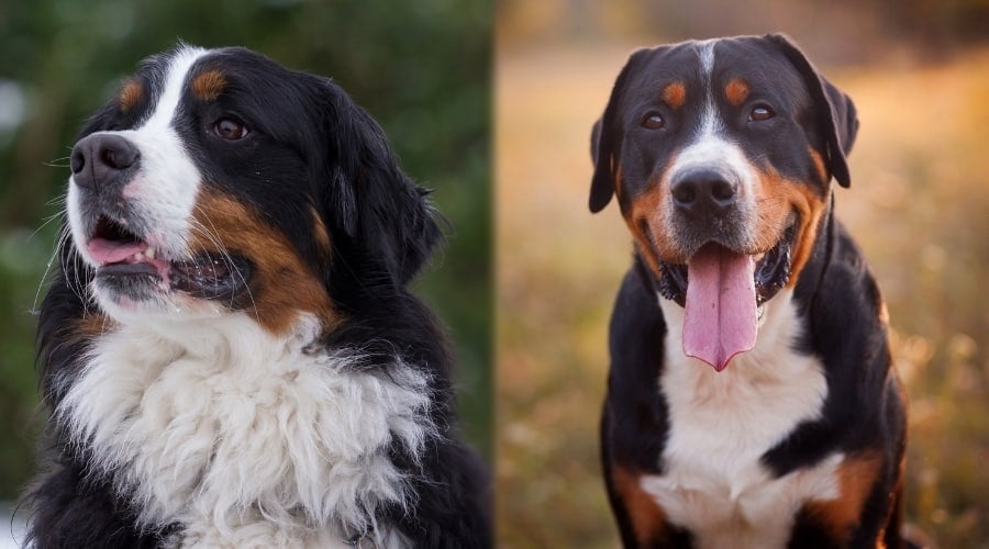 Bernese and Greater Swissy Playing Outdoors