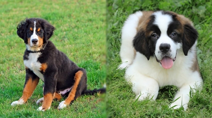 Bernese and Saint Bernard Puppies