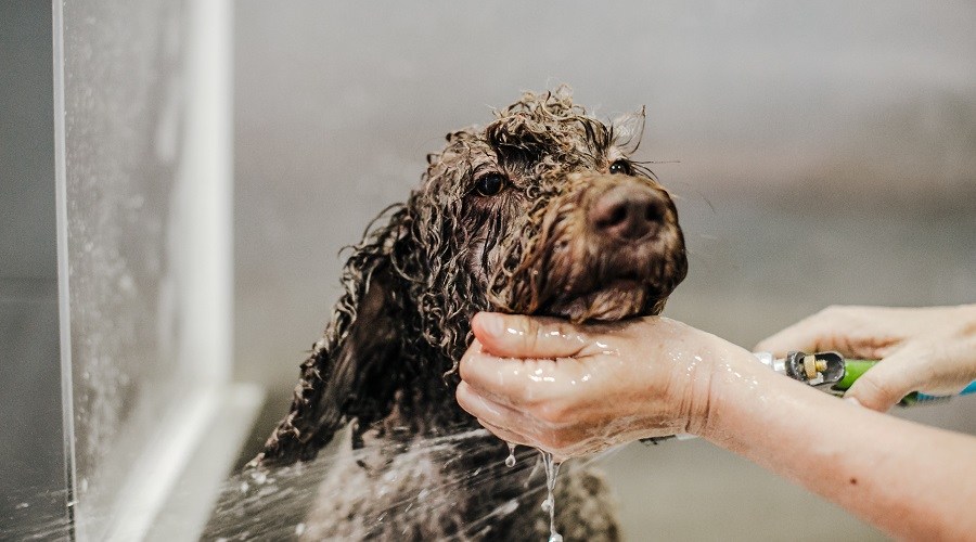 Best All Natural Dog Shampoos