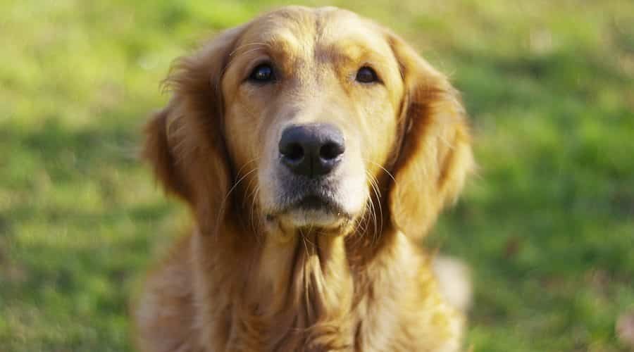 Golden Retriever Coat