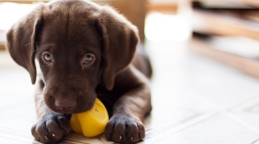 Best Chew Toys For Puppies Teething