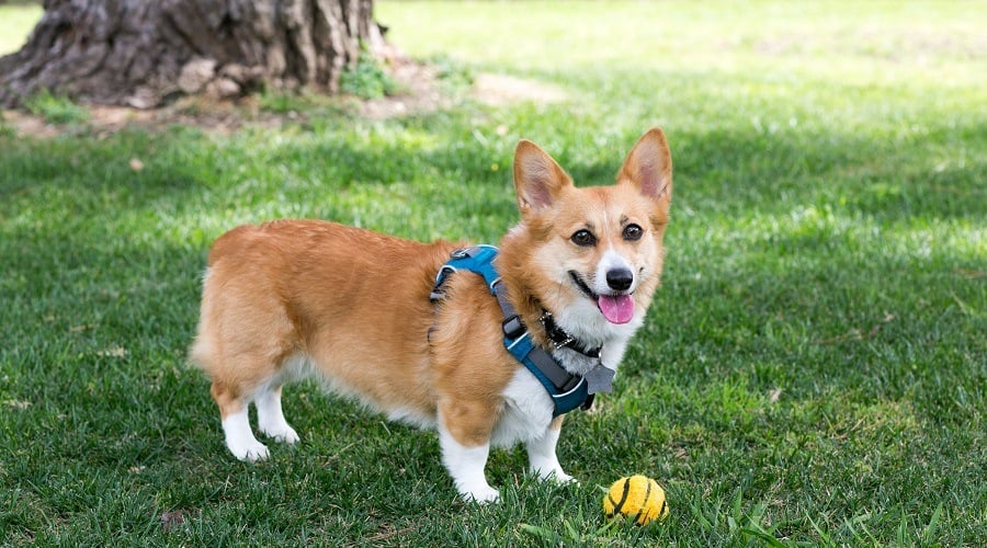 Corgi in Harness on Playground